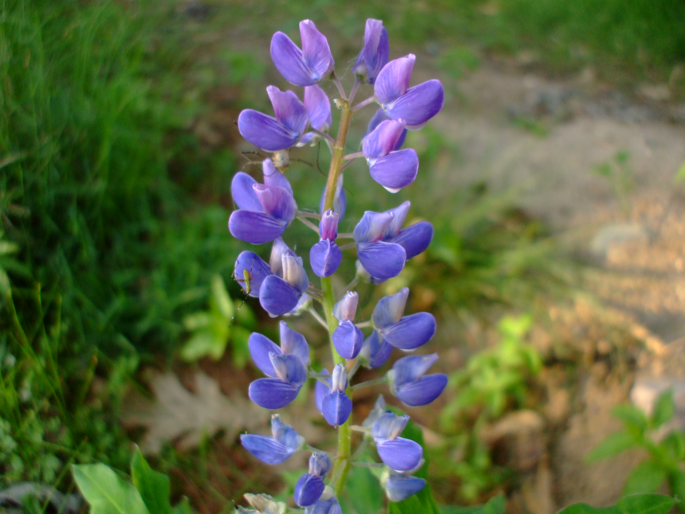 Lupinus polyphyllus